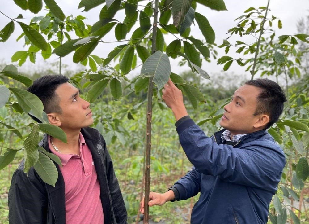 Cây cao su đầu dòng RRIV 209 ngay tại vườn giống của anh Trần Xuân Đức và Phan Văn Dân
