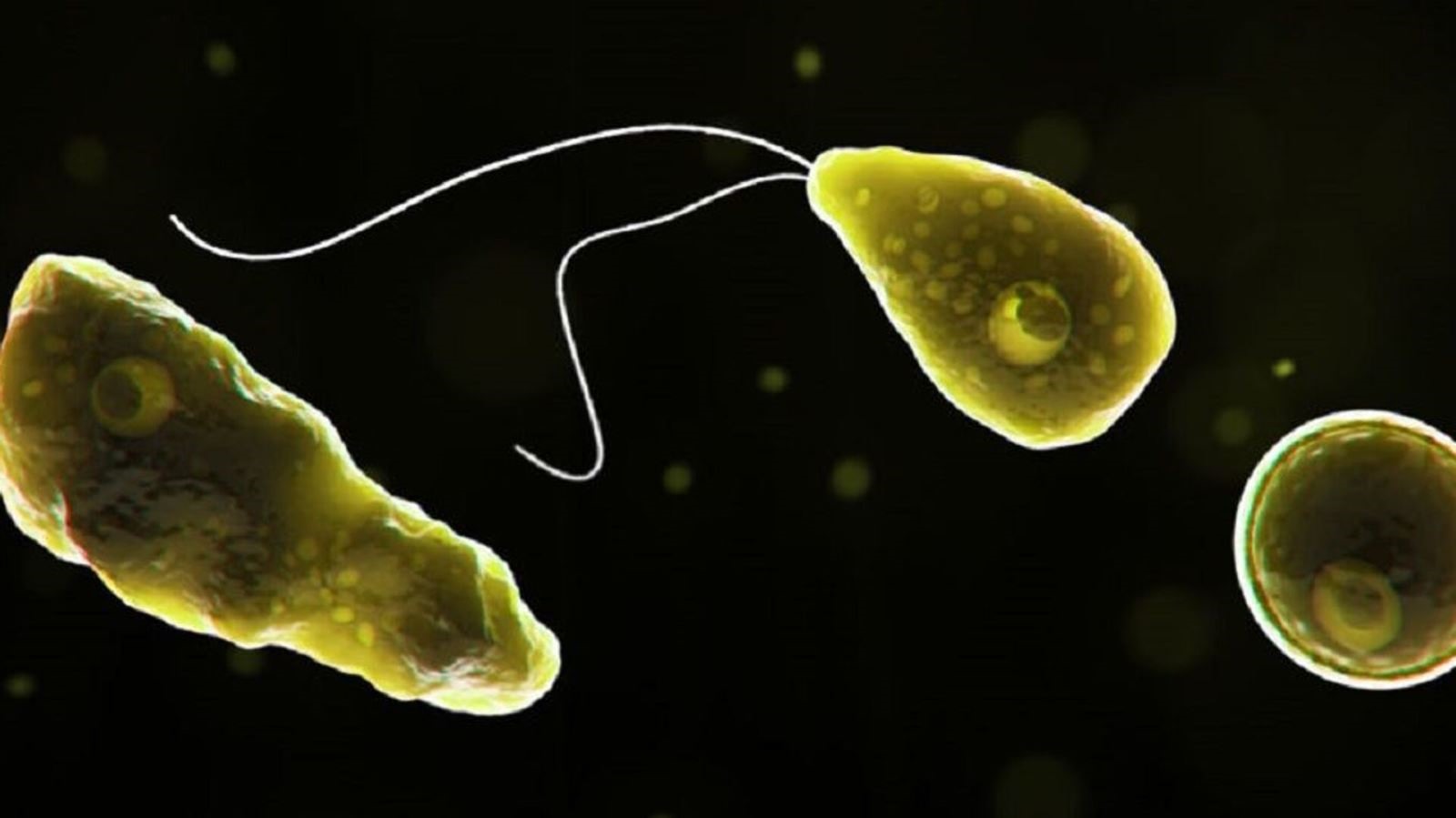 Hình ảnh “amip ăn não” dưới kính hiển vi. Ảnh: Sputnik