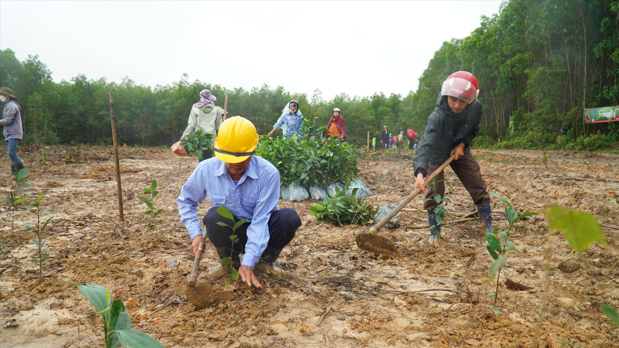 Đông đảo cán bộ và người dân tiến hành trồng quế nguyên liệu tại khu vực rừng thôn Vĩnh Đại, xã Cam Hiếu-Ảnh: Anh Vũ