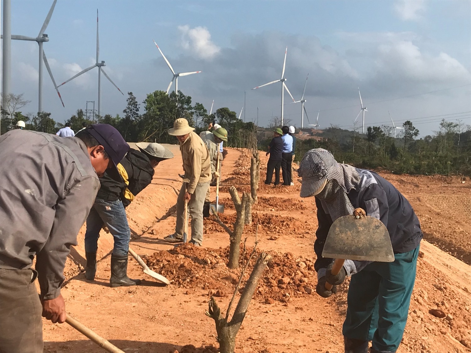 Công ty Cổ phần điện gió Phong Liệu trồng cây xanh tại khu vực triển khai dự án điện gió của công ty