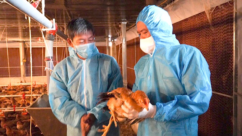Ông Phạm Hóa (bên trái) giới thiệu mô hình chăn nuôi gà khép kín liên kết với doanh nghiệp - Ảnh: B.B