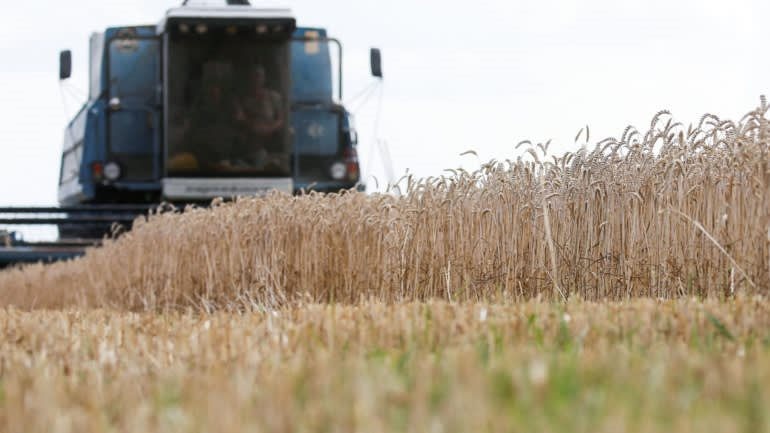 Một cánh đồng lúa mì ở Ukraine. Quốc gia này là nước xuất khẩu ngũ cốc lớn. Ảnh: Reuters
