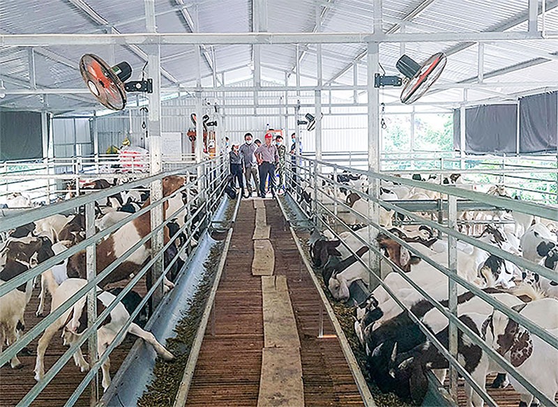 Mô hình ứng dụng KHCN vào chăn nuôi dê Boer tại huyện Hướng Hóa - Ảnh: T.A.M