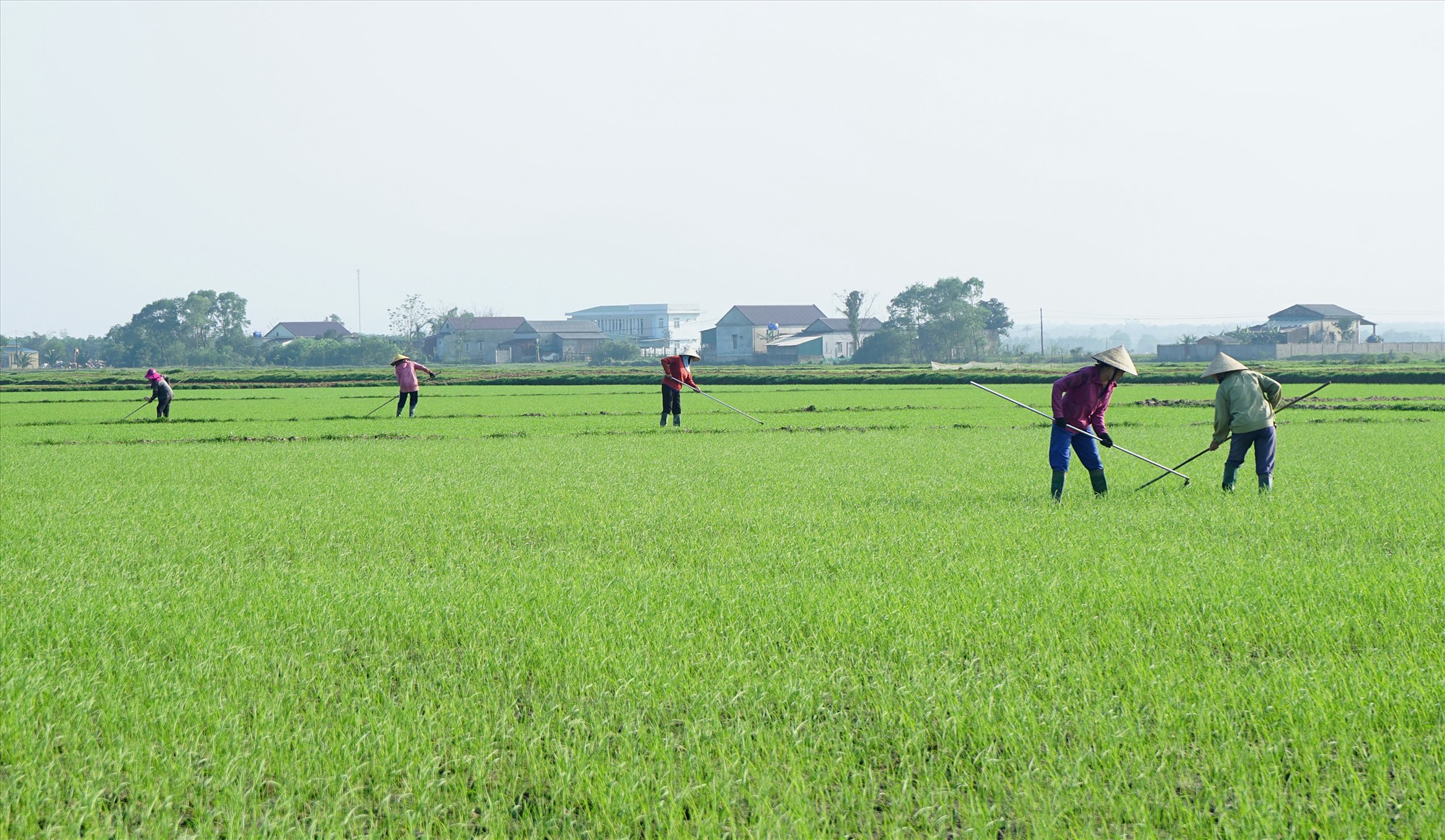 Nông dân ra đồng tỉa dặm lúa đông xuân ngay từ đầu năm tại huyện Vĩnh Linh - Ảnh: L.A​