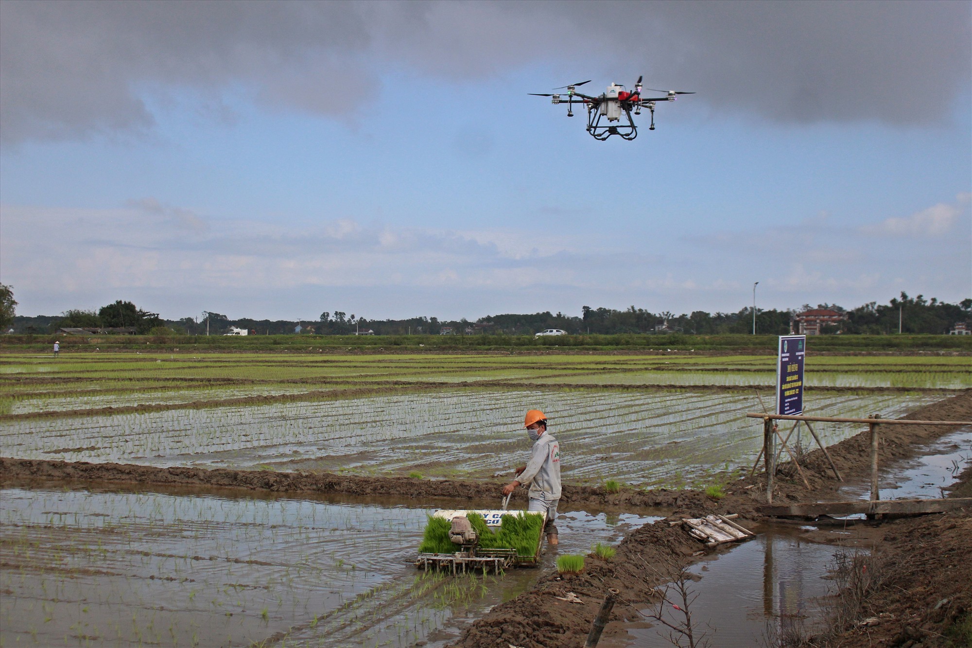 Ứng dụng công nghệ vào sản xuất lúa hữu cơ tại huyện Hải Lăng - Ảnh: L.A