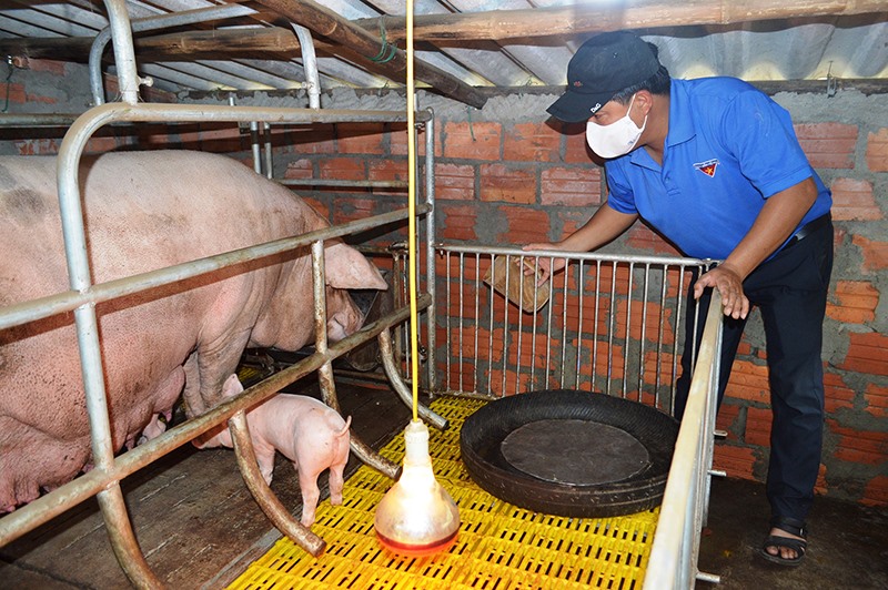 Anh Phạm Bá Huy trong trại lợn giống của gia đình -Ảnh: Đ.V