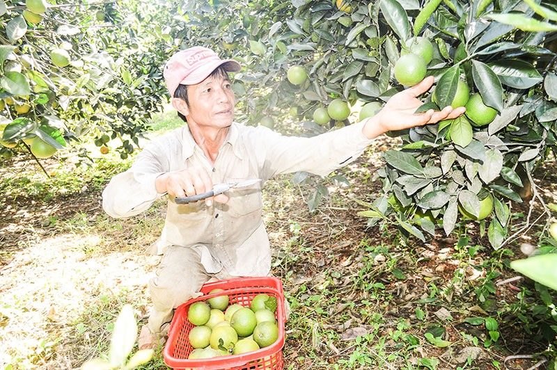 Nhiều năm nay, cây cam trên vùng gò đồi huyện Hải Lăng đã đem lại nguồn thu nhập cao cho nông dân - Ảnh: Đ.V