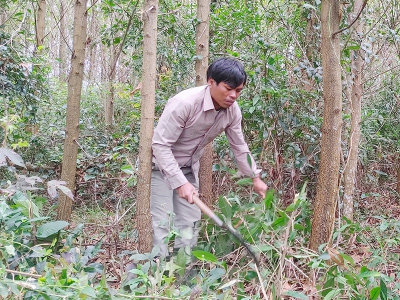 Anh Hồ Văn On chăm sóc rừng tràm của gia đình - Ảnh: B.L