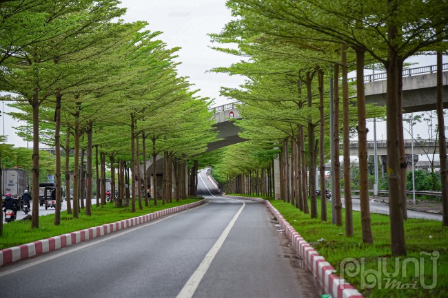 Những ngày qua, hàng cây bàng lá nhỏ tại nút giao Quốc lộ 5 lối lên Quốc lộ 1 đi Bắc Ninh - Bắc Giang chuyển từ màu vàng sang màu xanh non.
