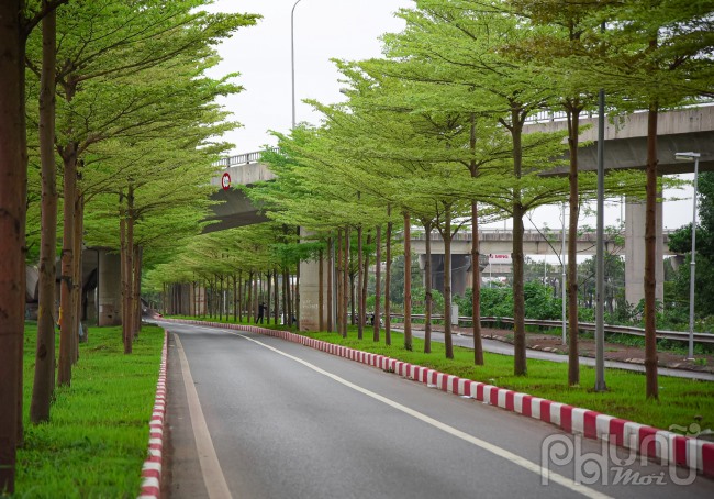 Hàng cây đang ra lá xanh mướt cùng với cỏ non, tạo nên một không gian xanh mát cho đường.