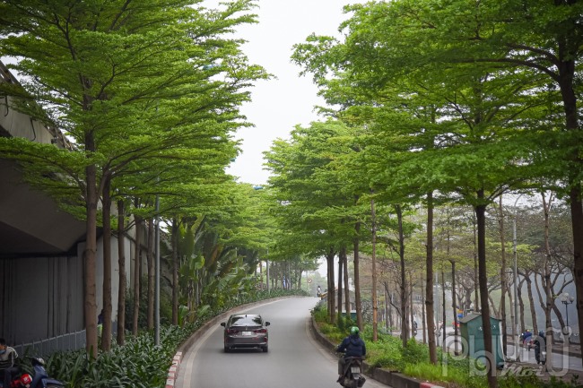 Giống bàng Đài Loan mới được trồng tại Hà Nội từ vài năm gần đây, đem đến hình ảnh mới lạ cho nhiều tuyến đường của thành phố. Trong ảnh là hàng cây bàng tại đường trên cao nút giao Hoàng Quốc Việt.