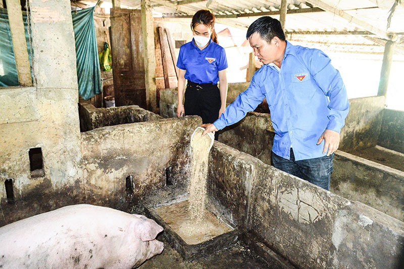 Anh Lê Thanh Dũng, thôn Quy Thiện, xã Hải Quy trở về quê lập nghiệp với mô hình chăn nuôi lợn - Ảnh: Đ.V