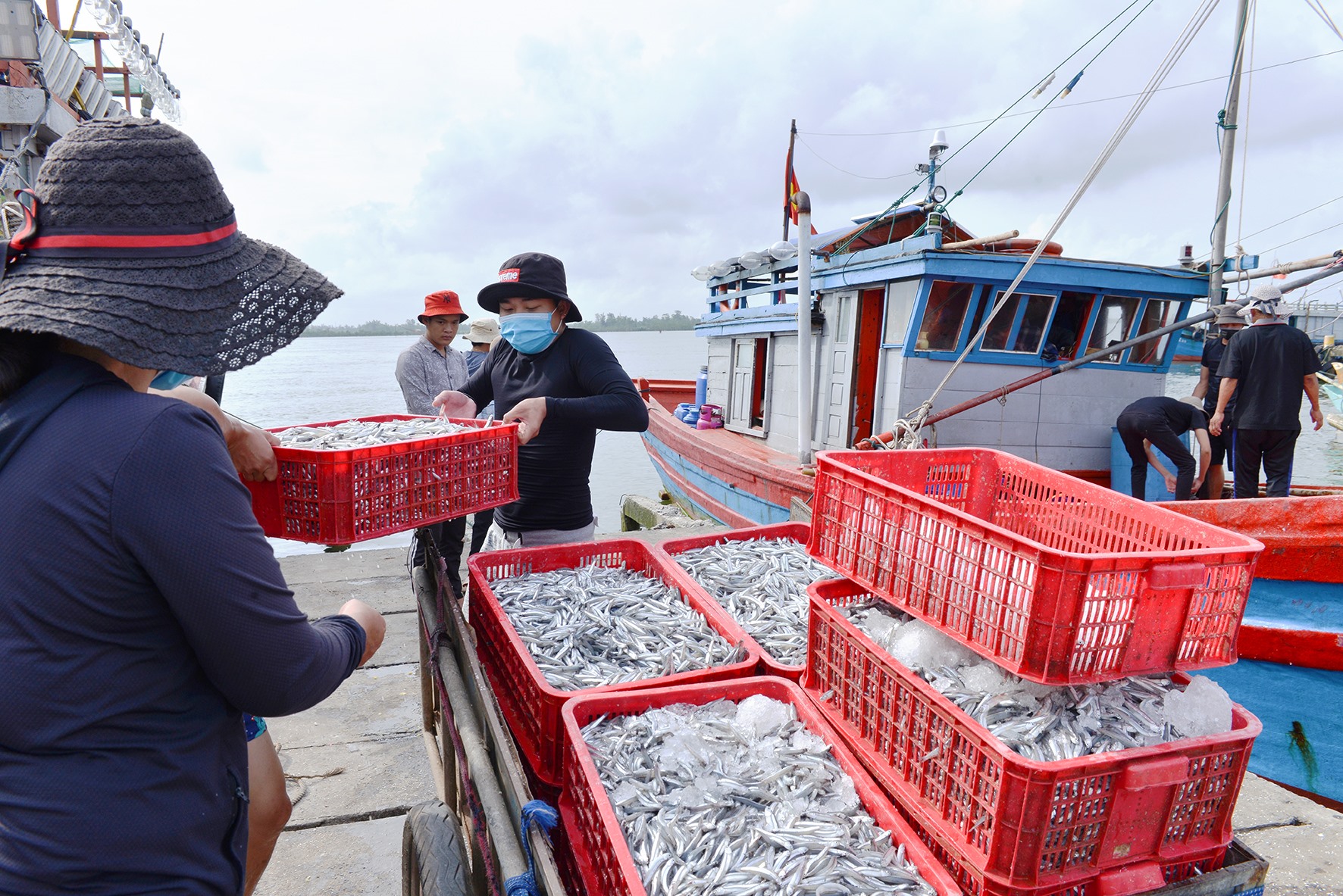 Ngư dân Triệu Lăng đưa cá về bến - Ảnh: Thanh Hằng