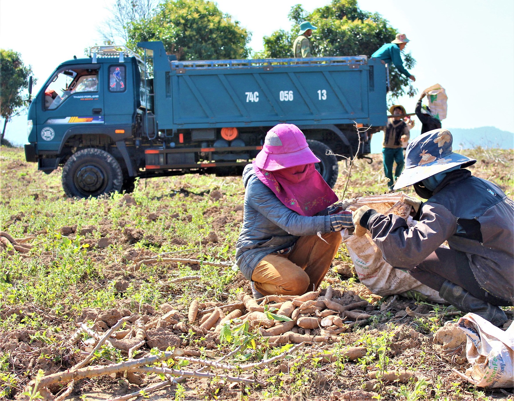 Người dân huyện Hướng Hóa thu hoạch sắn - Ảnh: S.H
