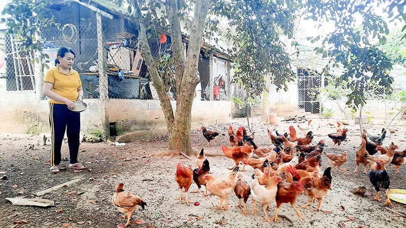 Chị Nguyễn Thị Hằng luôn chú trọng nguồn thức ăn và cách chăm sóc đàn vật nuôi trong gia trại của gia đình - Ảnh: M.L