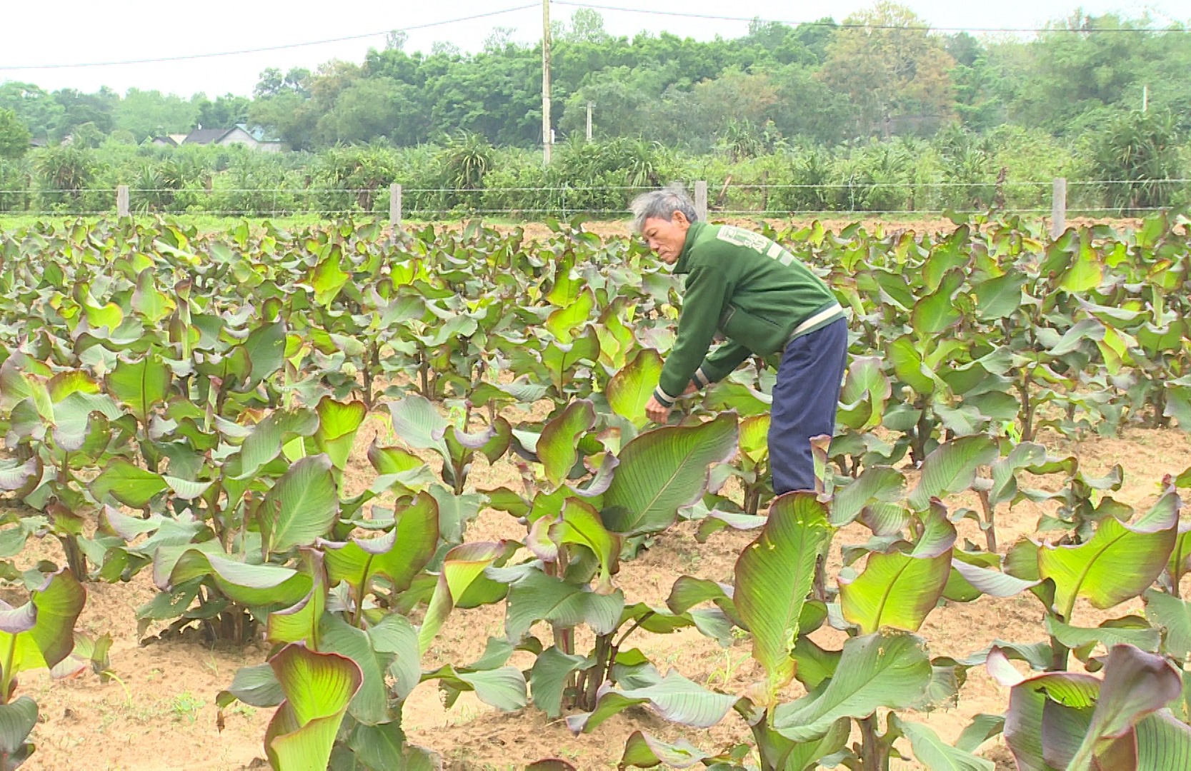 Cây dong riềng đỏ trồng ở xã Cam Hiếu, huyện Cam Lộ đang phát triển tốt - Ảnh: Anh Vũ