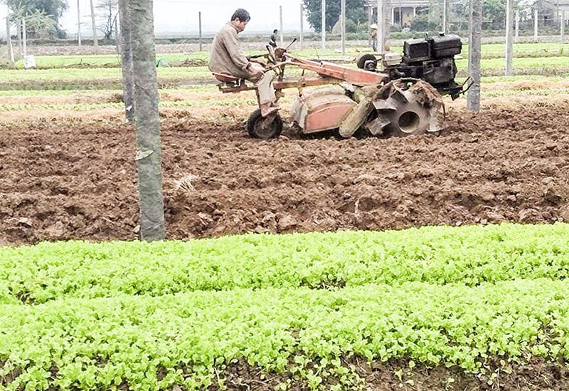 Mô hình trồng rau an toàn ở xã Triệu Thành cho thu nhập cao - Ảnh: T.V