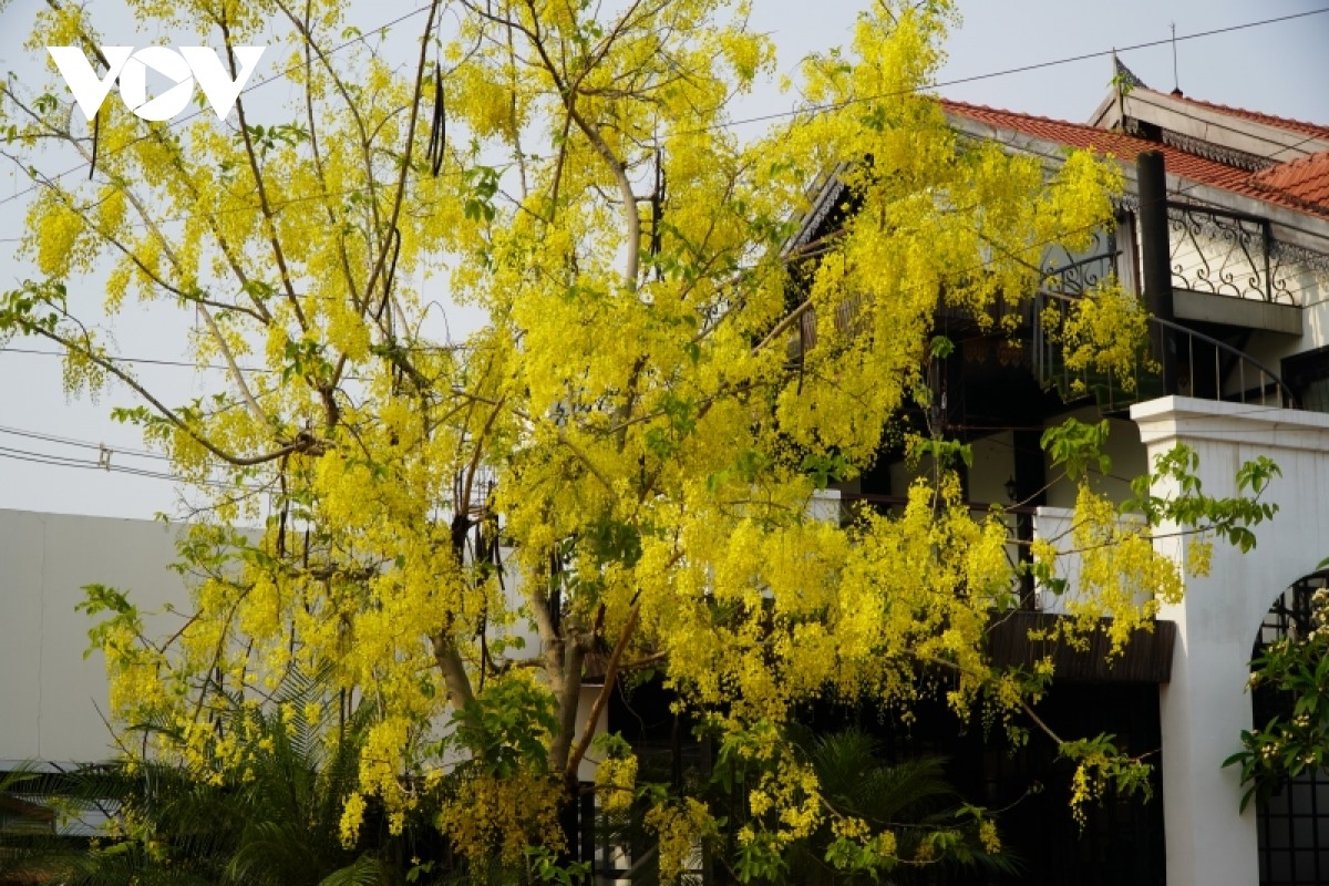 Dok khun là cây thân gỗ, cành lá sum suê, hoa có màu vàng chanh tươi sáng.