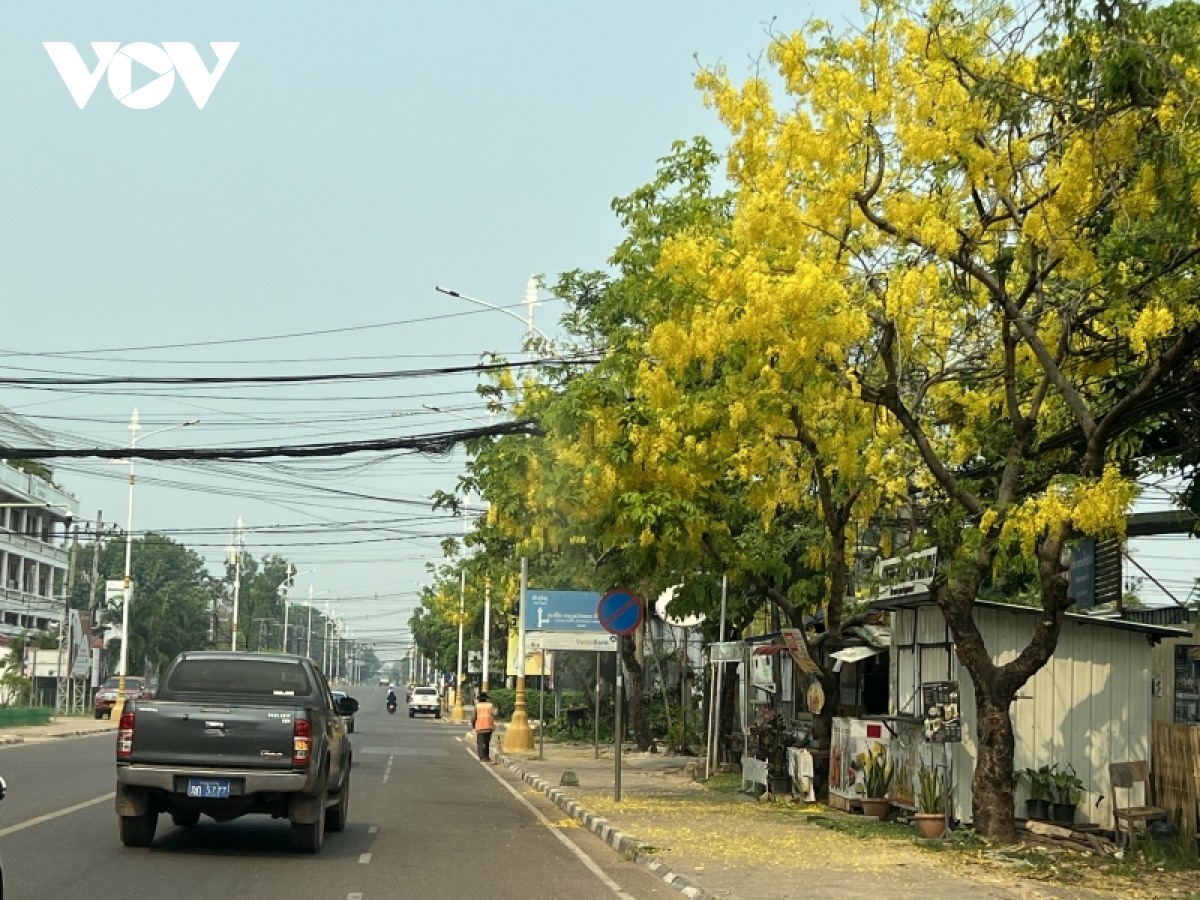 Những ngày này, các ngả đường của thủ đô Vientiane khoác một màu vàng óng ả của dok khun.