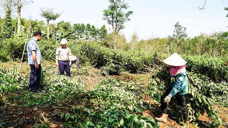 Nông dân xã Cam Chính, Cam Lộ thu hoạch cây an xoa - Ảnh: L.T