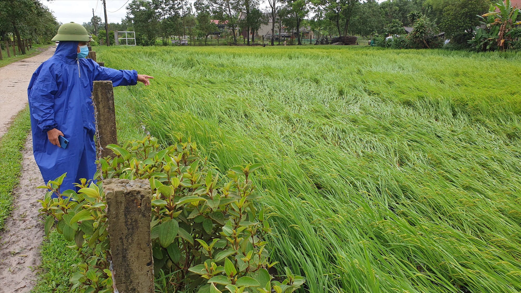 Diện tích lúa bị gãy đổ vì mưa to, gió lớn tại Hợp tác xã Trúc Lâm, xã Gio Quang, huyện Gio Linh - Ảnh: Trần Tuyền