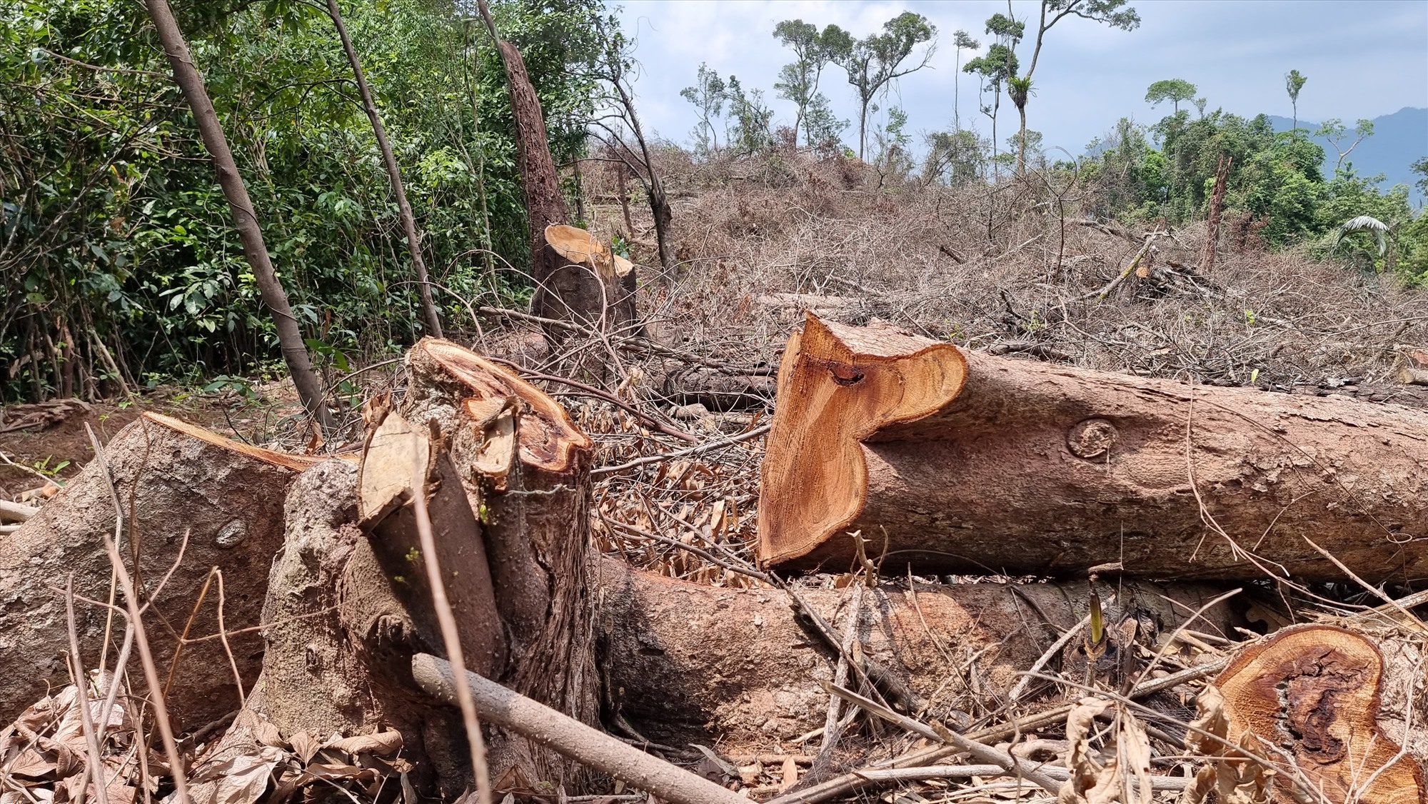 Nhiều cây gỗ bị cưa hạ có đường kính khoảng từ 50 – 80 cm - Ảnh: T.N