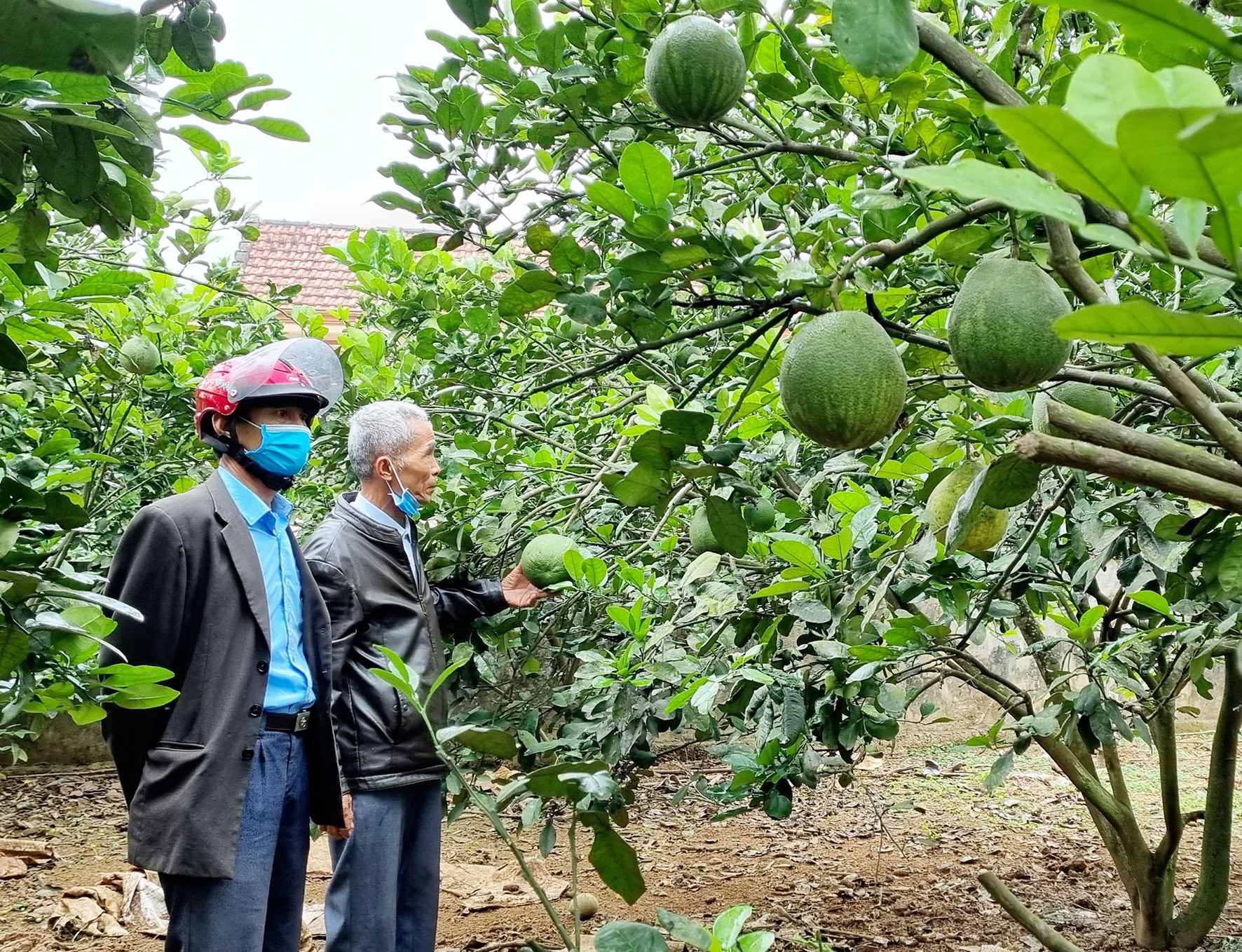 Ông Triều (bên phải) rất vui khi thực hiện được vườn cây ăn quả lúc tuổi già - Ảnh: K.S
