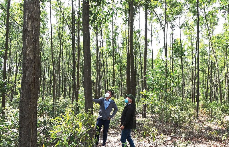 Các mô hình trồng rừng ở vùng gò đồi huyện Triệu Phong đã mang lại hiệu quả kinh tế cao cho người dân - Ảnh: NHƠN BỐN