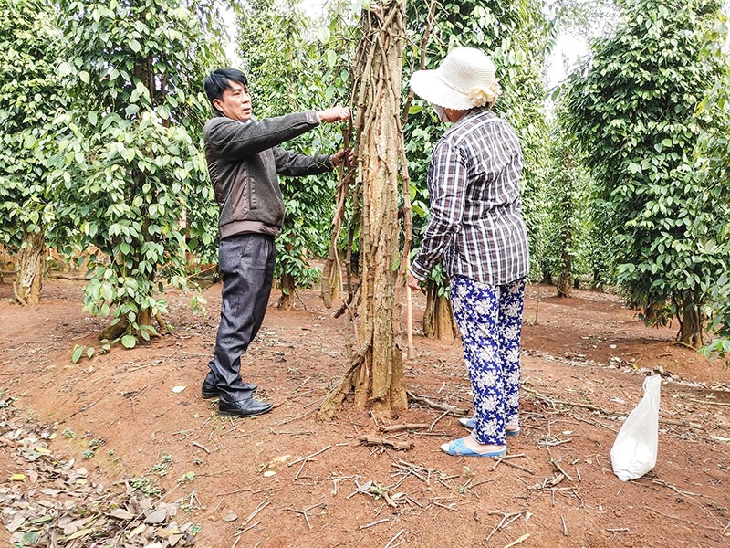 Cán bộ Trạm Trồng trọt và Bảo vệ thực vật huyện Hướng Hóa hướng dẫn nông dân phục hồi những gốc tiêu bị dịch bệnh - Ảnh: B.L
