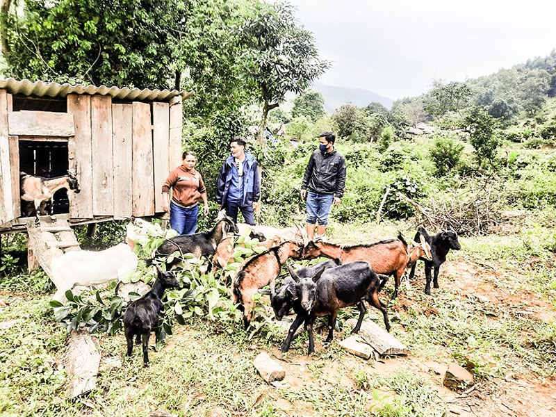 Chăn nuôi dê đang phát triển mạnh tại các địa phương miền núi huyện Vĩnh Linh - Ảnh: N.T