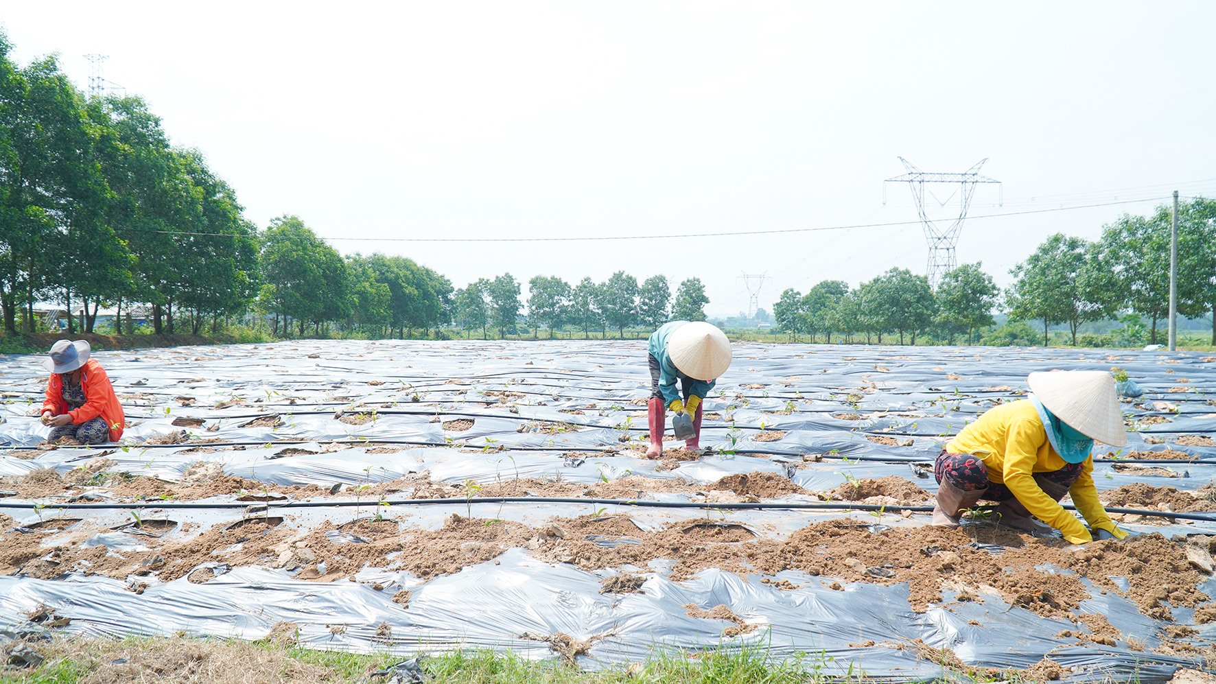 Cây ba kích tím được trồng tại thôn Cam Vũ, xã Cam Thủy-Ảnh: Anh Vũ