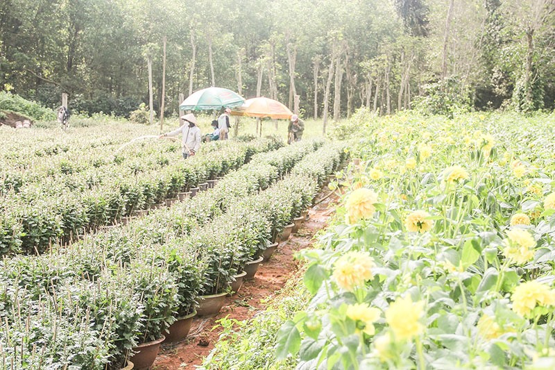 Nông dân huyện Gio Linh đẩy mạnh phát triển mô hình trồng hoa, cây cảnh - Ảnh: M.Đ