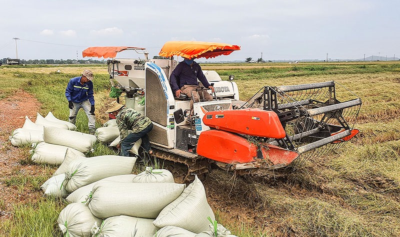 Lúa vụ đông xuân được thương lái thu mua ngay tại ruộng với giá từ 6.600 đồng/kg lúa tươi - Ảnh: L.A