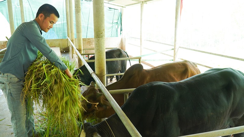 Anh Hồ Phi Long chăm sóc đàn bò -Ảnh: ANH VŨ