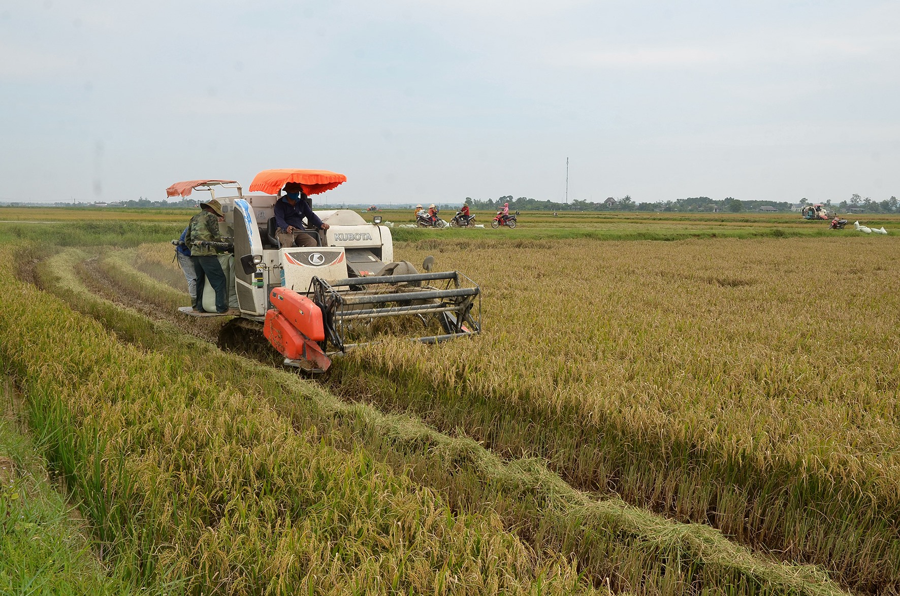 Huy động máy móc để đẩy nhanh tiến độ thu hoạch lúa đông xuân tại huyện Vĩnh Linh - Ảnh: L.A