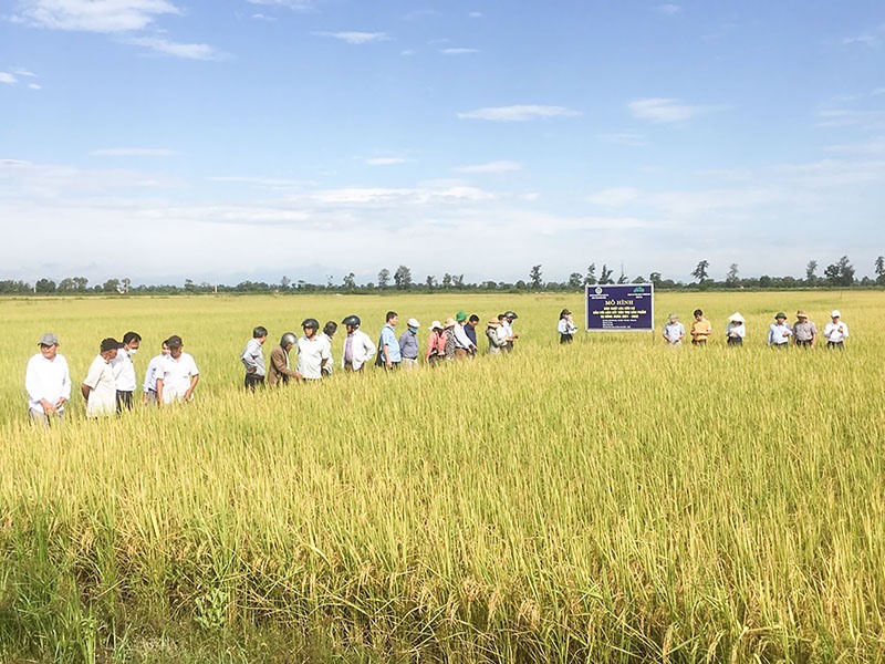 Thăm đồng đánh giá hiệu quả mô hình sản xuất lúa hữu cơ tại HTX Kim Long - Ảnh: V.T.H