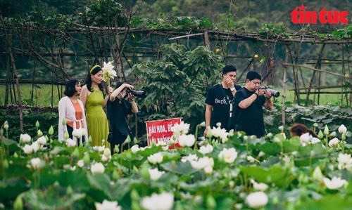Vài năm trở lại đây, người dân xã Tam Hưng đã mở rộng dịch vụ chụp ảnh tại đầm sen.