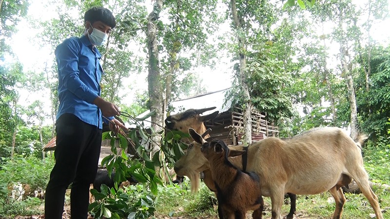 Thanh niên Hồ Văn Huế chăm sóc đàn dê của gia đình -Ảnh: B.L