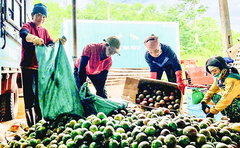 HTX Nông nghiệp Tân Hợp xây dựng chuỗi liên kết thu mua chanh leo, góp phần giúp người dân ở địa phương tiêu thụ sản phẩm ổn định - Ảnh: M.L