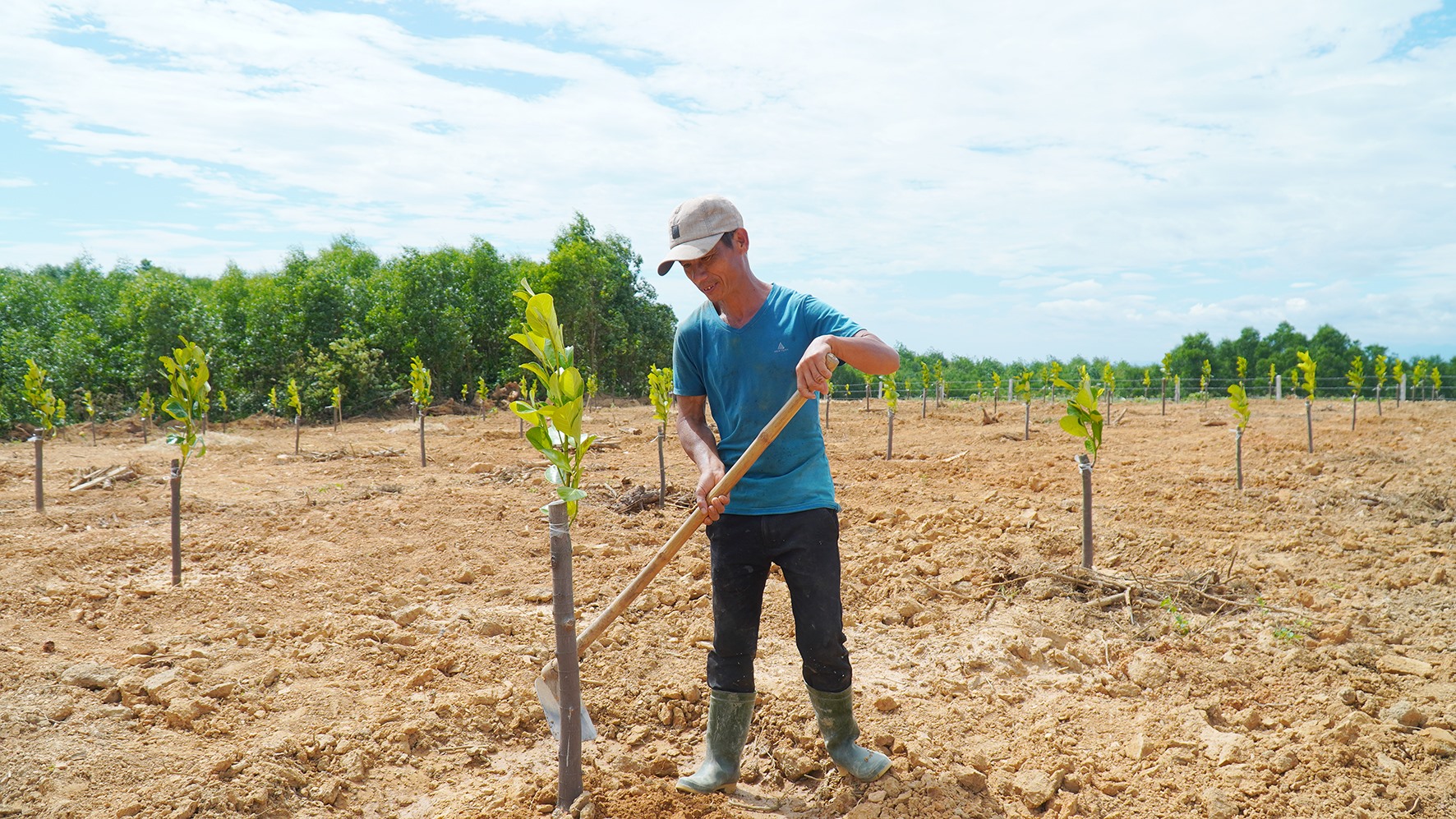Giống mít Indonesia được trồng tại thôn An Mỹ, Cam Tuyền - Ảnh: Anh Vũ