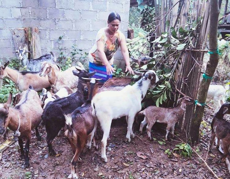 Chị Hồ Thị Dơn chăm sóc đàn dê của gia đình - Ảnh: M.L