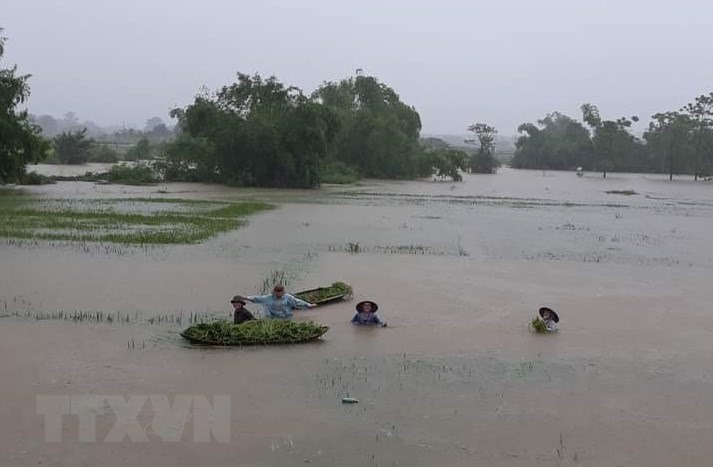 Hà Nội: Mưa lớn gây úng ngập hơn 4.000ha lúa, rau màu. (Ảnh: Phương Anh/TTXVN)