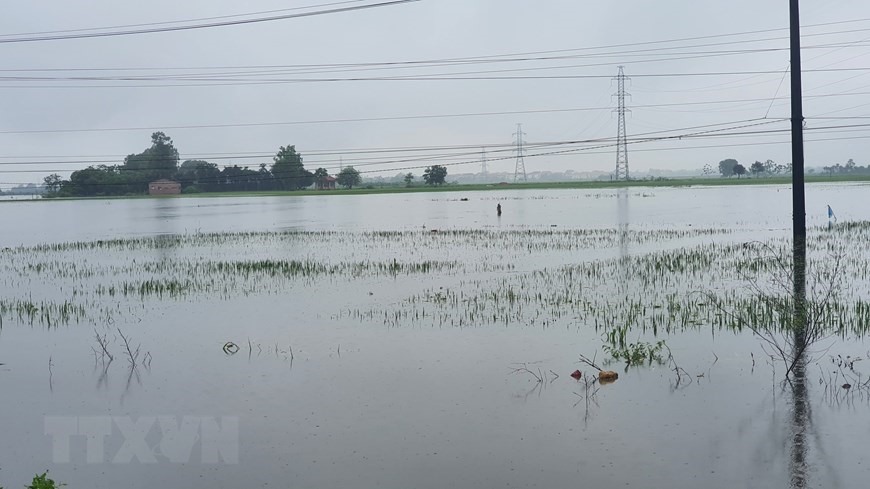 Các diện tích lúa mới trổ bông và chuẩn bị gặt ở huyện Yên Lạc bị ngập nặng.(Ảnh: Nguyễn Trọng Lịch/TTXVN)