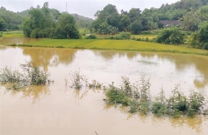 Nhiều diện tích lúa ở xã Minh Quán, huyện Trấn Yên, tỉnh Yên Bái bị ngập lụt. (Ảnh: TTXVN phát)