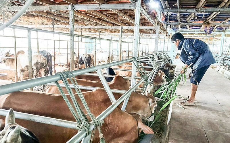 Chăn nuôi bò vỗ béo ở trang trại hộ gia đình anh Lê Trọng Dương, thôn Xi Núc, xã Tân Long, huyện Hướng Hóa - Ảnh: N.T.H