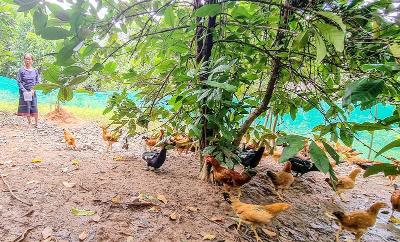 Mô hình nuôi gà giống địa phương sử dụng đệm lót sinh học ở xã A Ngo đang mang lại hiệu quả - Ảnh: K.S