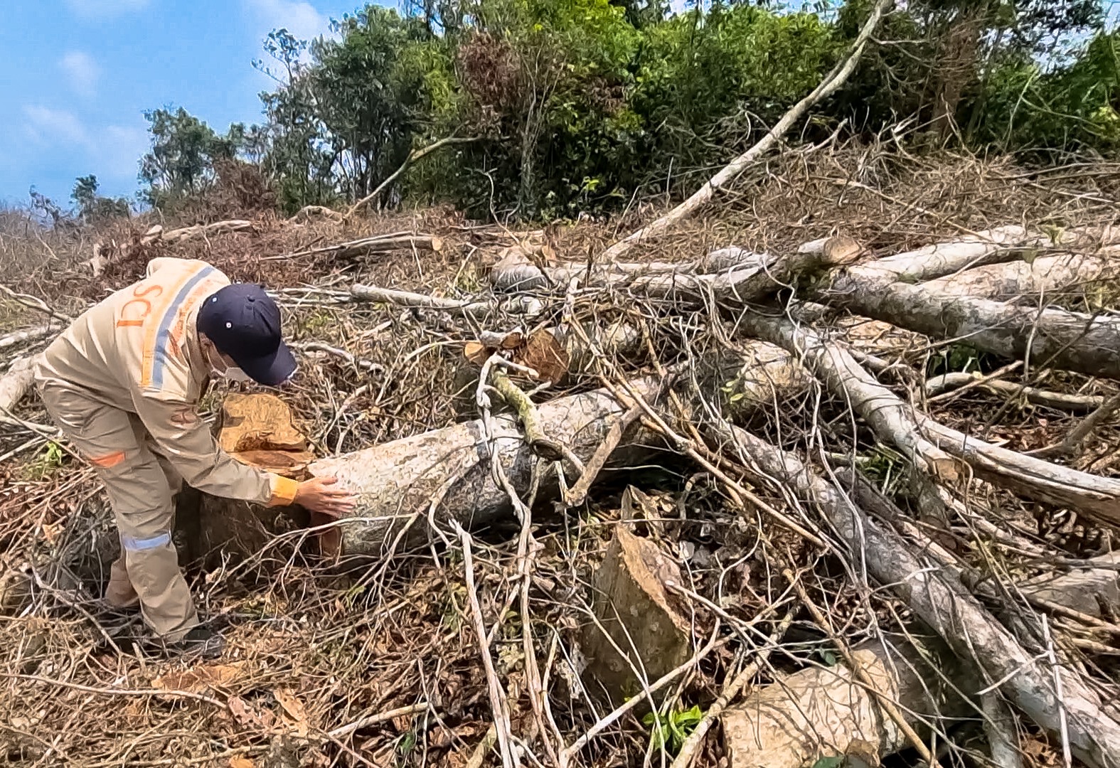 Hiện trường vụ phá rừng ở Tiểu khu 699 và 708 thuộc xã Đakrông, huyện Đakrông - Ảnh: T.N