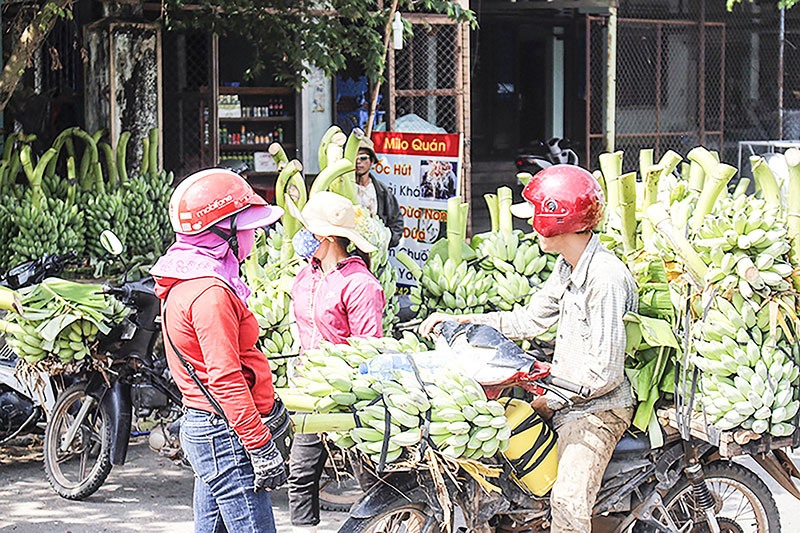 Hoạt động mua bán chuối tấp nập ở chợ Tân Long, huyện Hướng Hóa - Ảnh: N.T.H