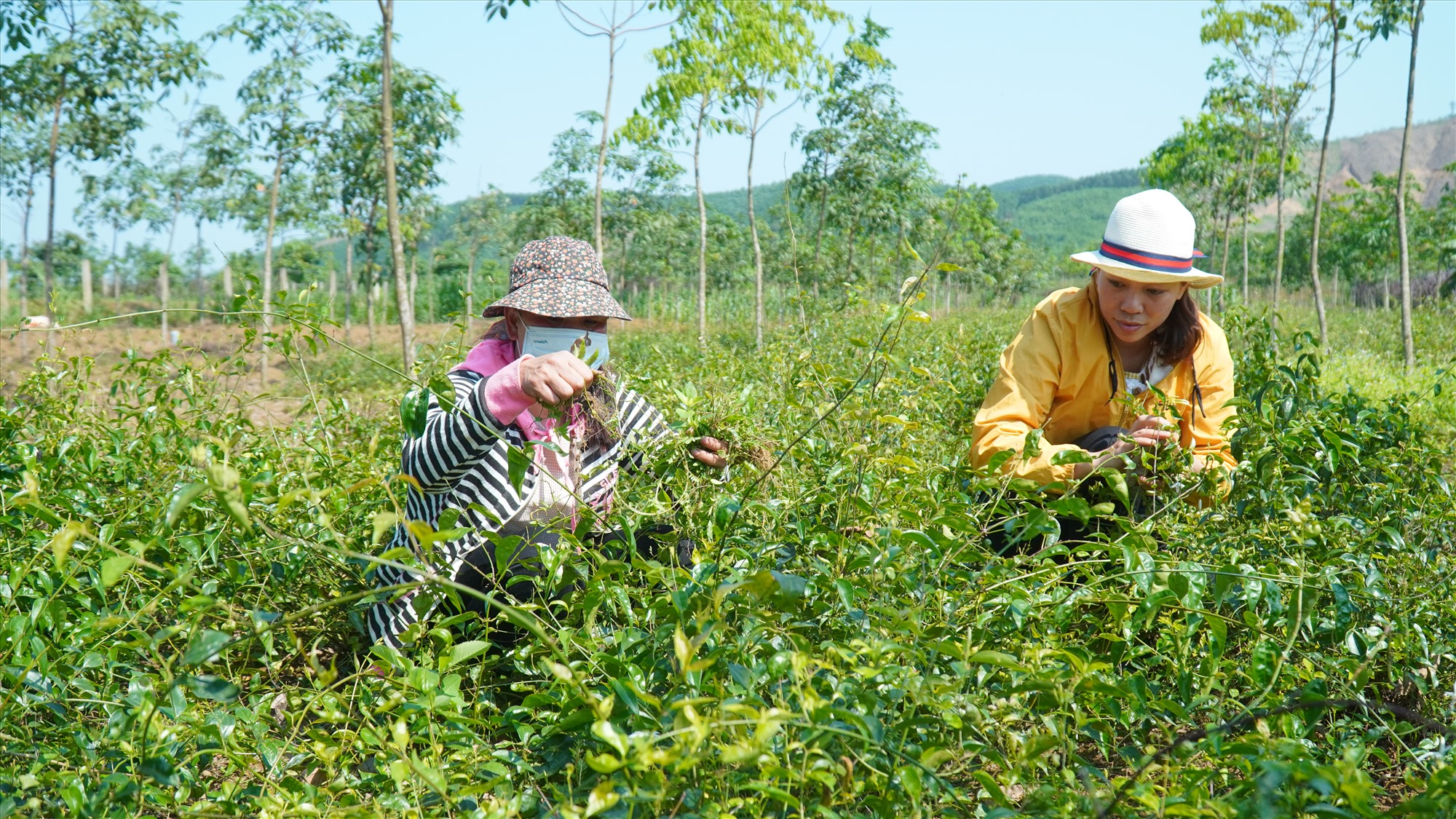 Phát triển mô hình trồng cây chè vằng dưới tán cao su ở Cam Nghĩa - Ảnh: Anh Vũ