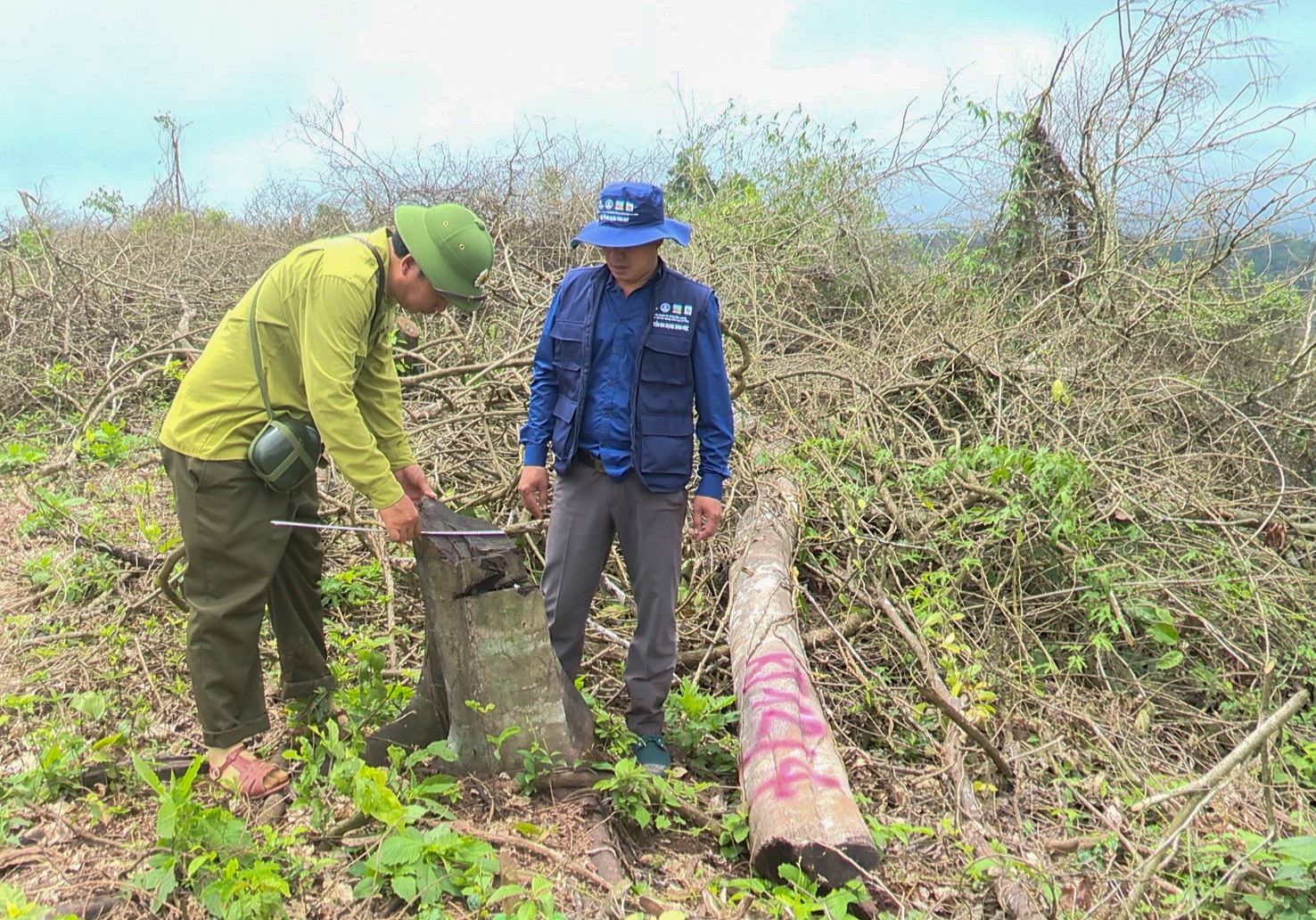 Lực lượng chức năng huyện Đakrông kiểm tra, đo đếm tại hiện trường xảy ra vụ phá rừng thuộc xã Đakrông - Ảnh: T.N